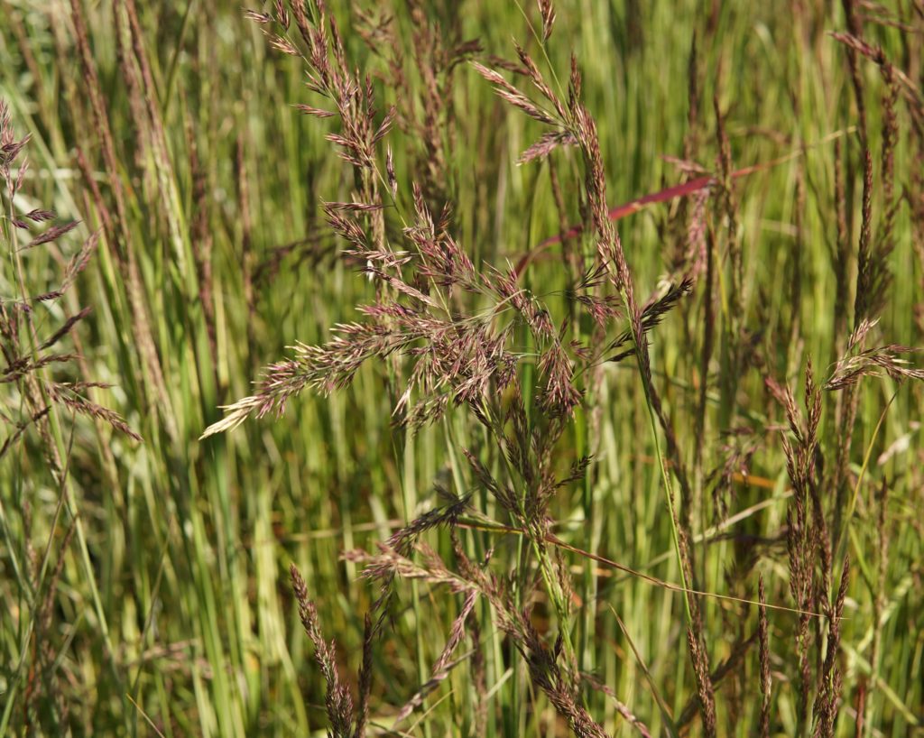 Overdam Variegated Reed Grass • Kiwi Nurseries Ltd