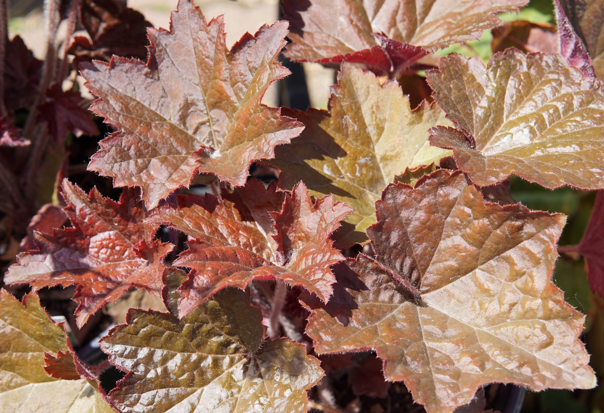 Palace Purple Coralbells • Kiwi Nurseries Ltd