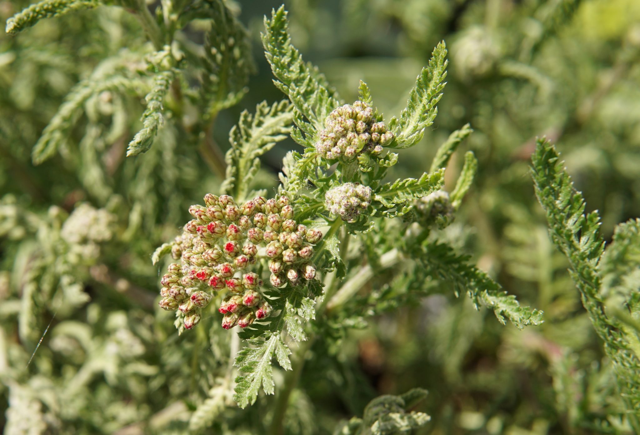 Paprika Yarrow • Kiwi Nurseries Ltd