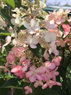 Pinky Winky Hydrangea Flower Close Up