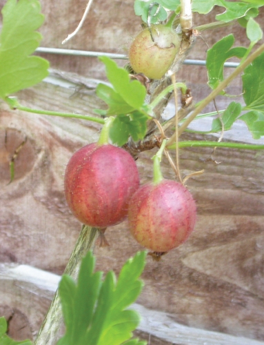Pixwell Gooseberry Fruit Close Up
