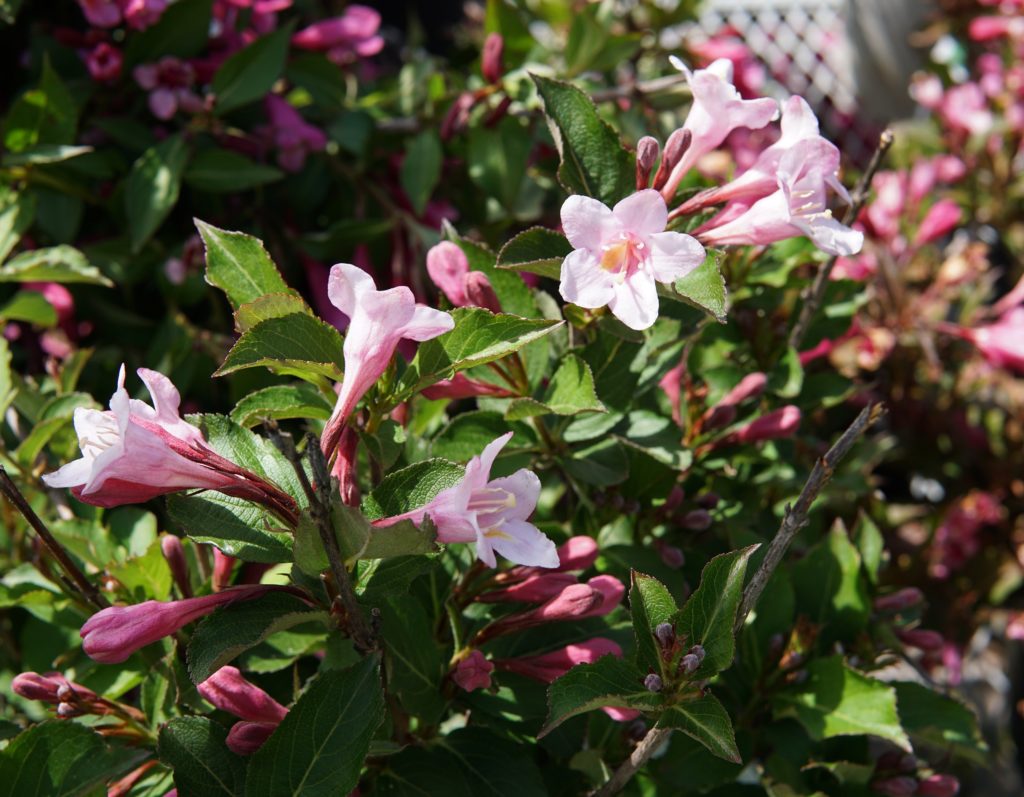 Polka Weigela • Kiwi Nurseries Ltd