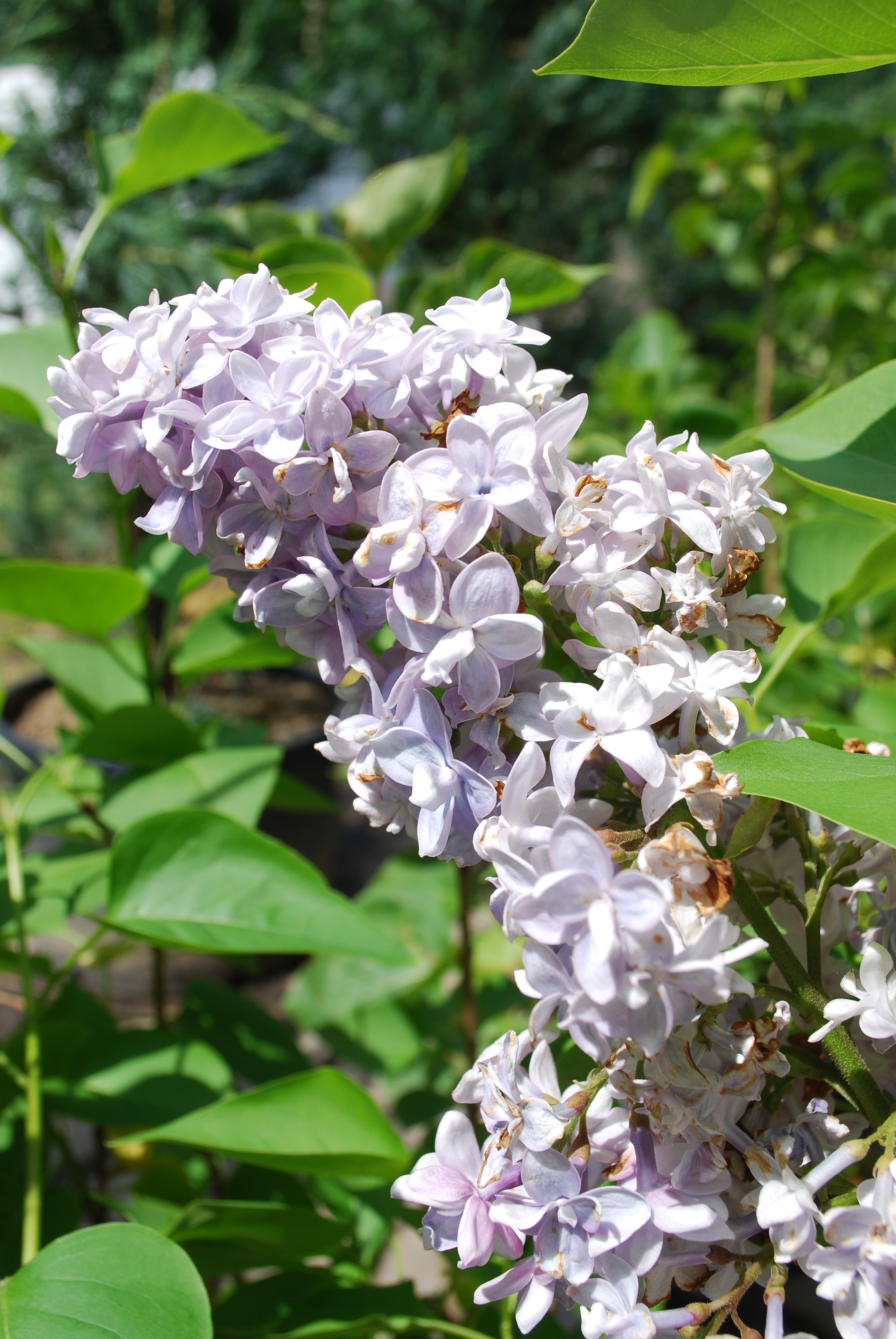 President Grevy Lilac Flower Close Up