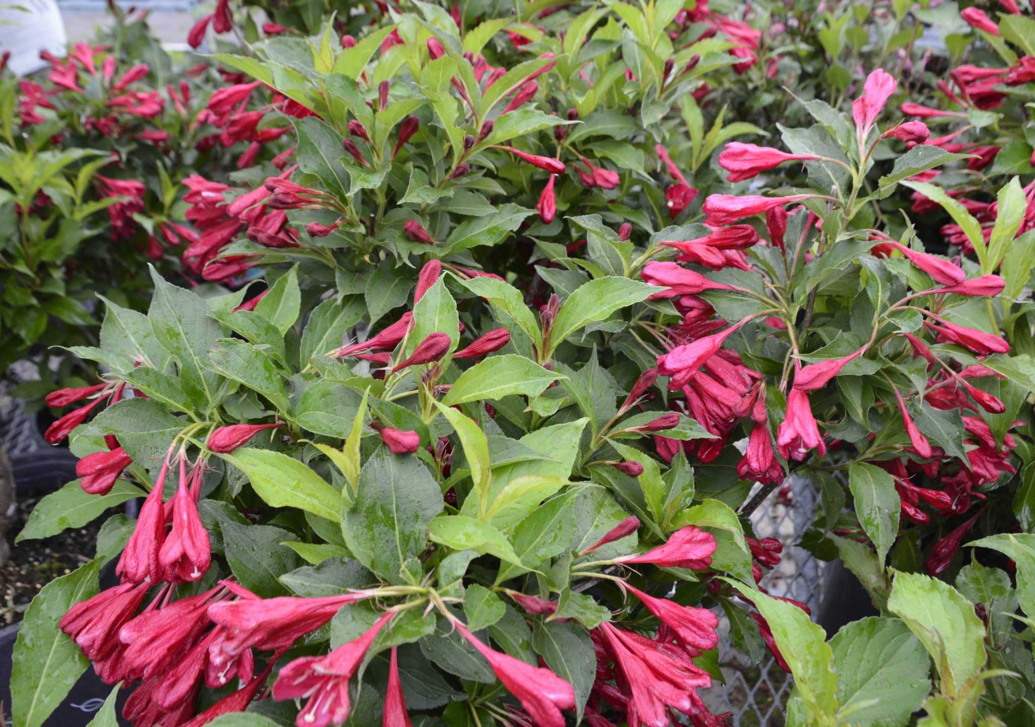 Red Prince Weigela Kiwi Nurseries Ltd   Red Prince Wegelia 2048x1438 