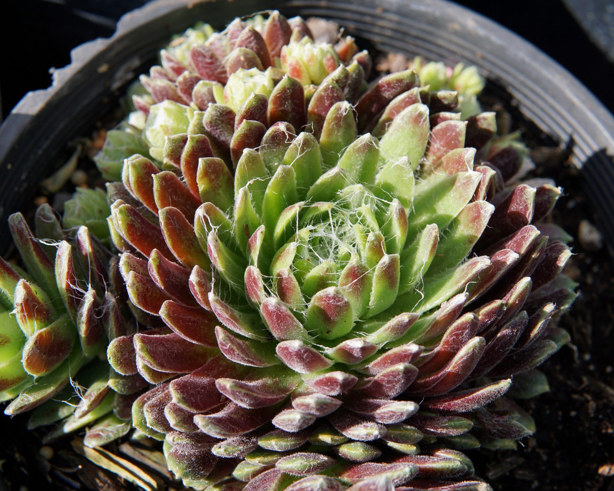 Cobweb Hens and Chicks • Kiwi Nurseries Ltd