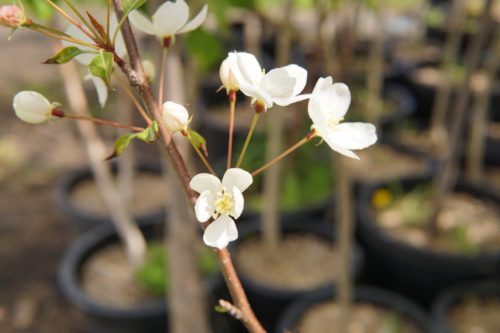 Rosthern Crabapple Bloom