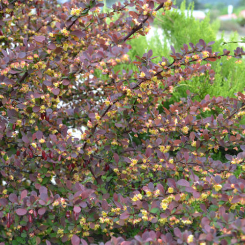 Ruby Carousel Barberry Foliage Close Up