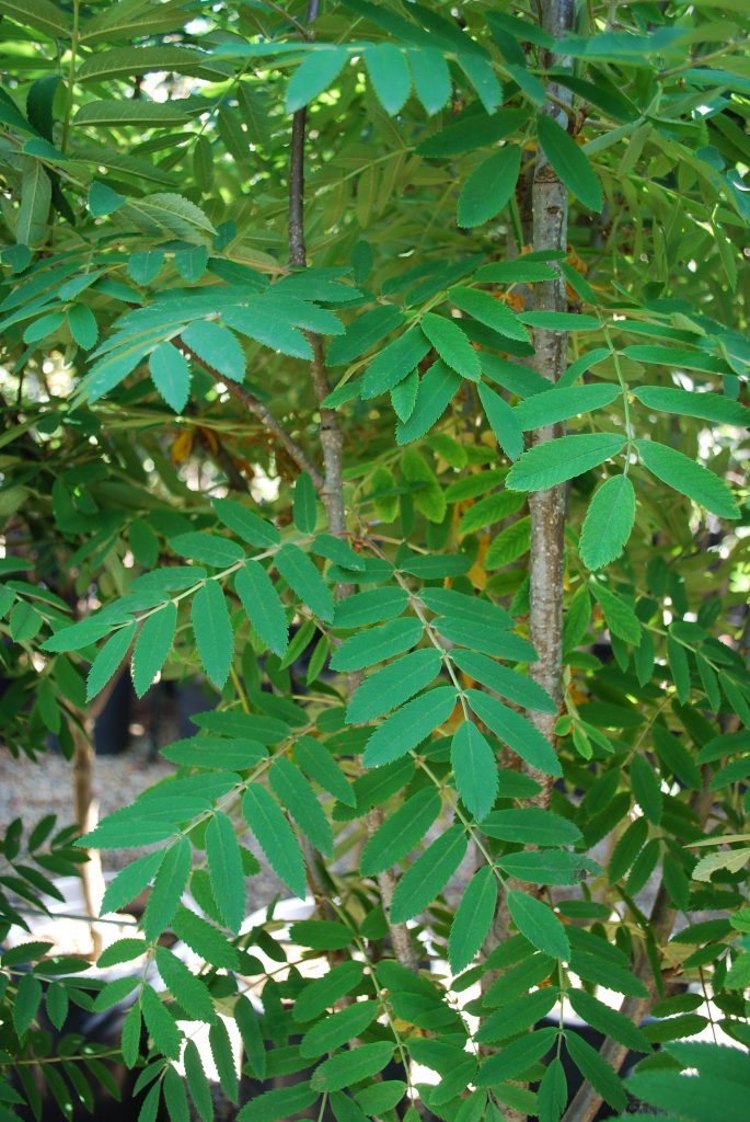 Russian Mountain Ash • Kiwi Nurseries Ltd