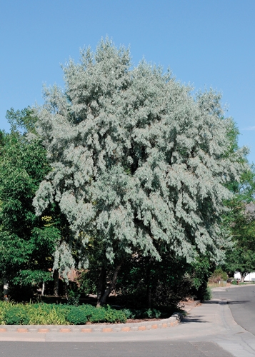 Russian Olive Full Tree