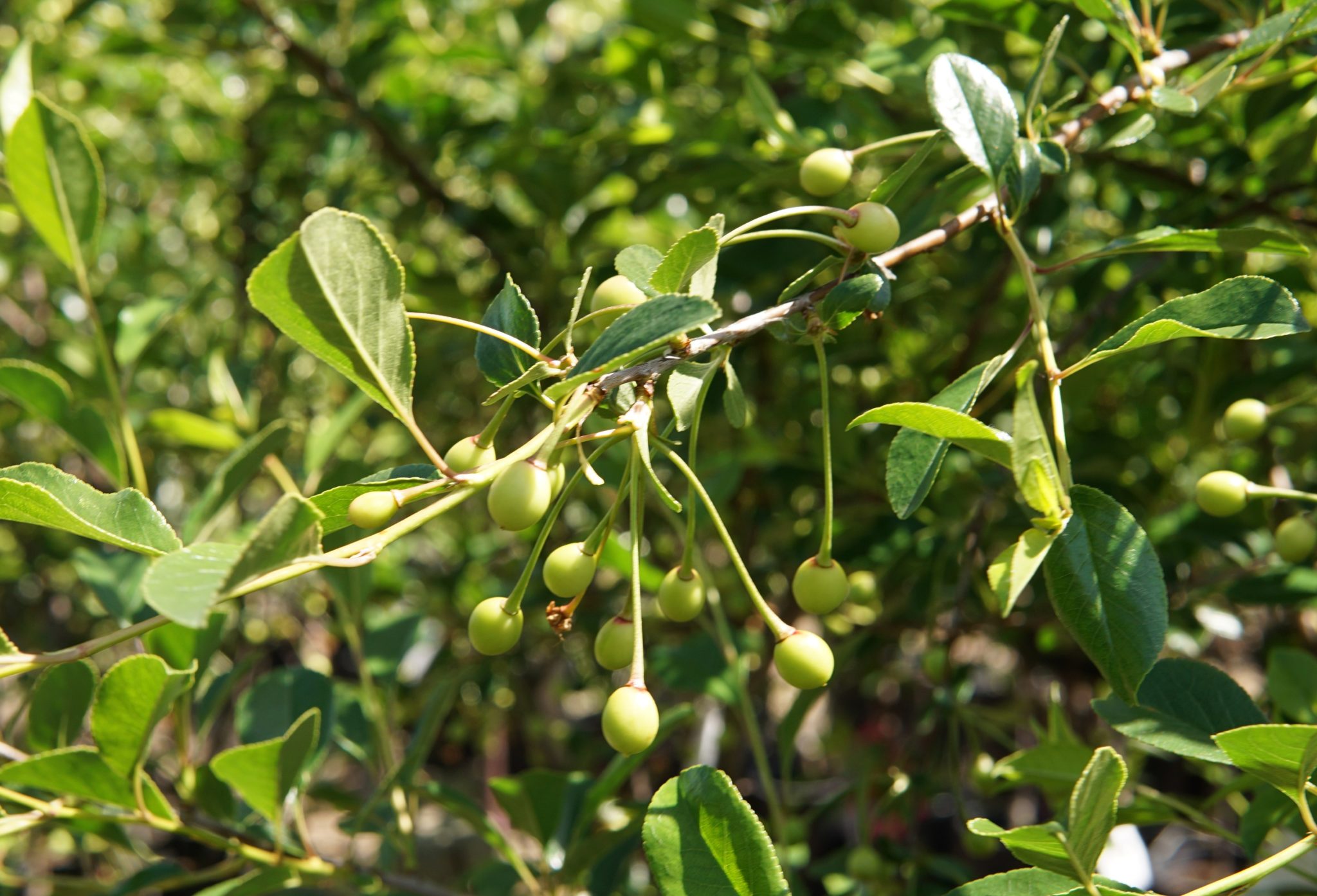 Carmine Jewel Cherry Tree • Kiwi Nurseries Ltd