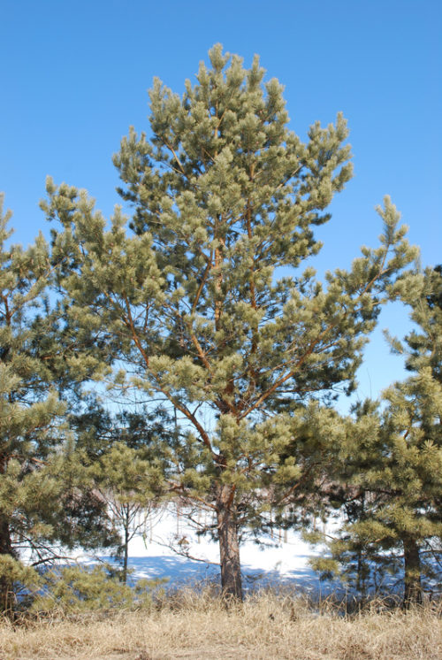Scots Pine Full Tree