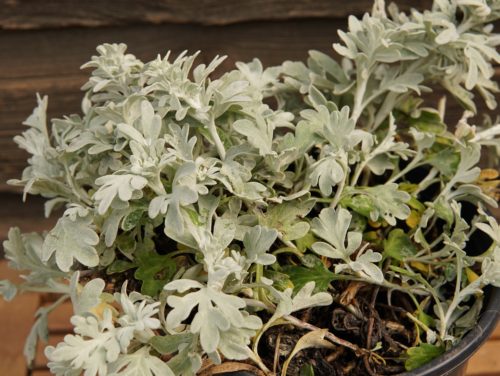 Silver Brocade Artemisia close up