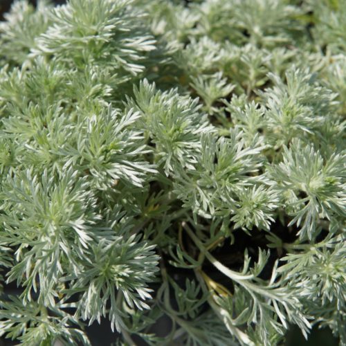 Silver Mound Artemisia Foliage Close Up