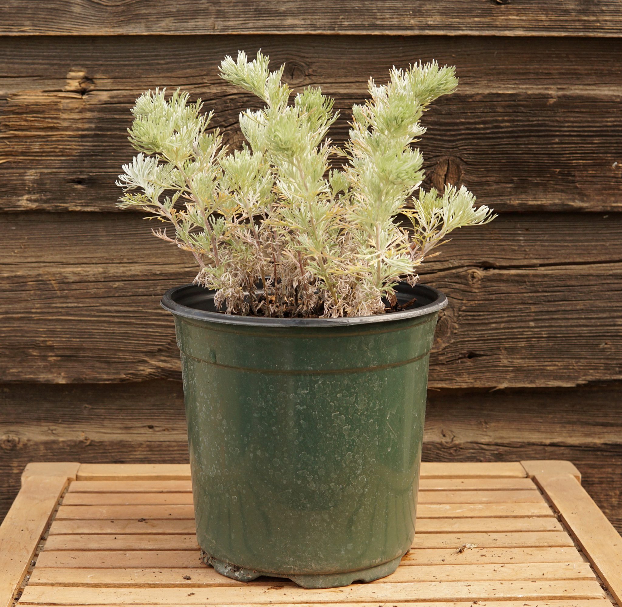 Silver Mound Artemisia • Kiwi Nurseries Ltd