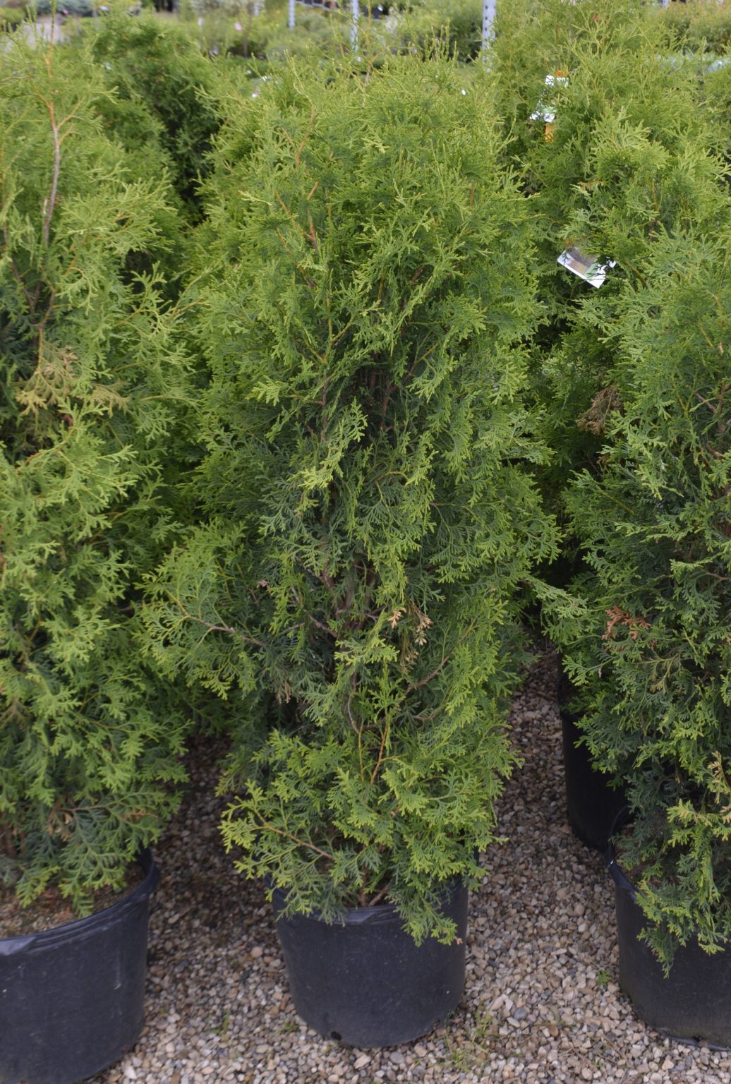 Weeping White Spruce • Kiwi Nurseries Ltd