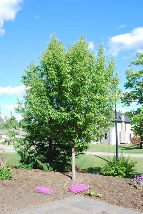 Starlite Crabapple Full Tree