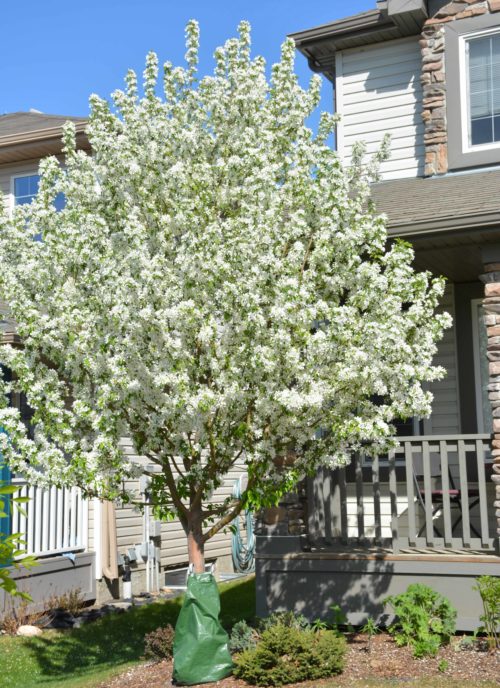 Spring Snow Crabapple Tree in Flower