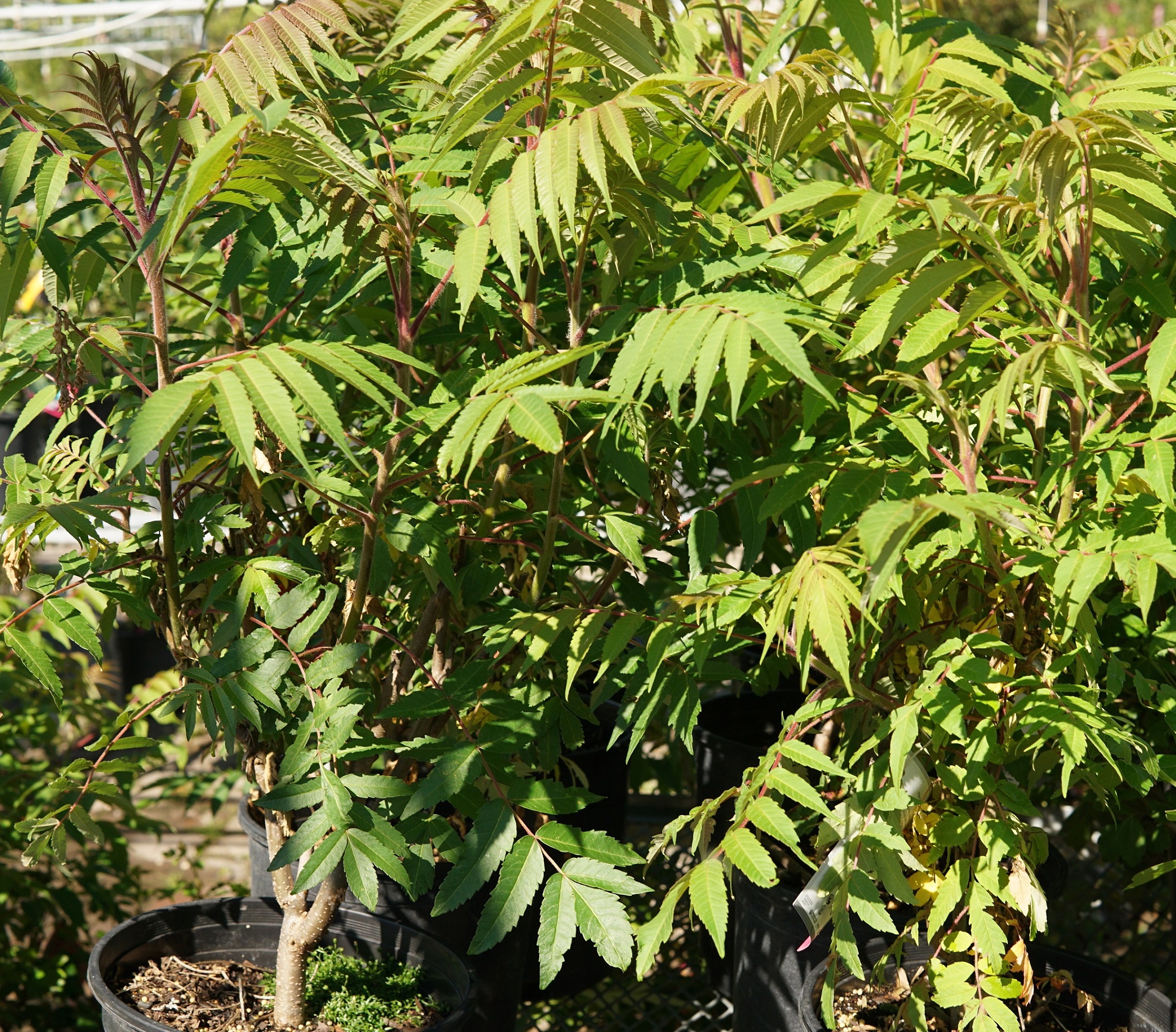 Staghorn Sumac overview