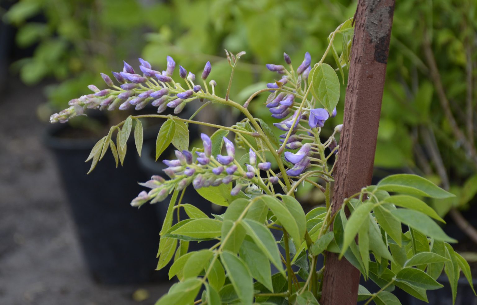 Summer Cascade Wisteria • Kiwi Nurseries Ltd