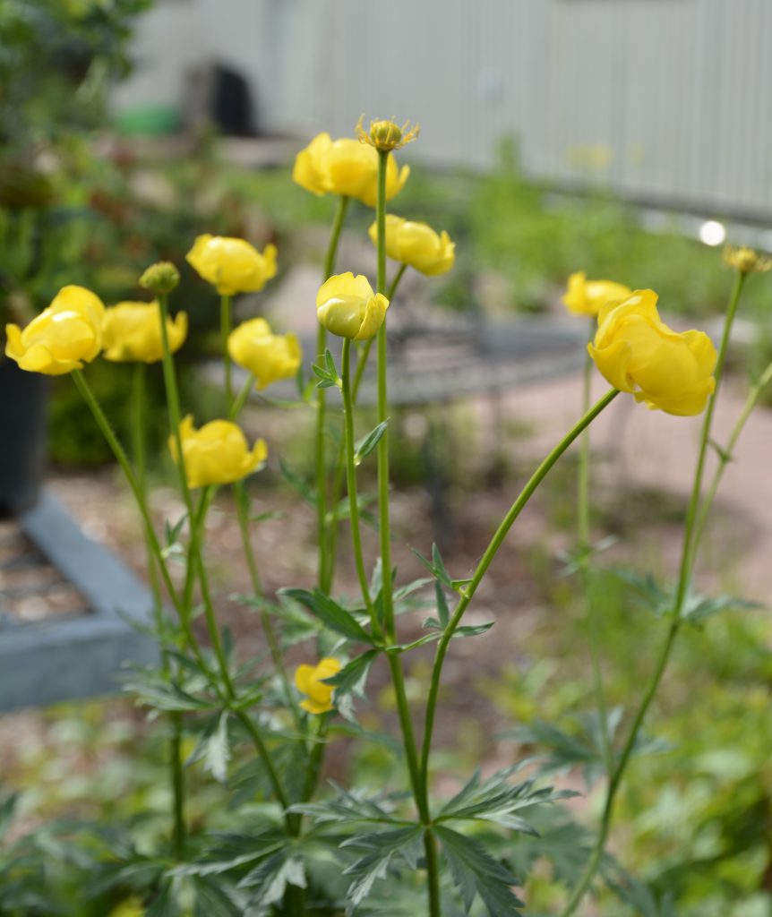 Superbus Globeflower • Kiwi Nurseries Ltd