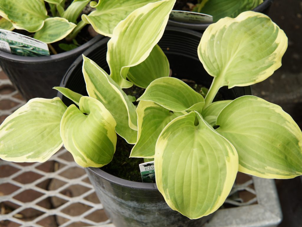 Wide Brim Hosta • Kiwi Nurseries Ltd