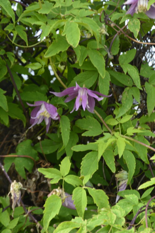 Willy Clematis Foliage Close Up