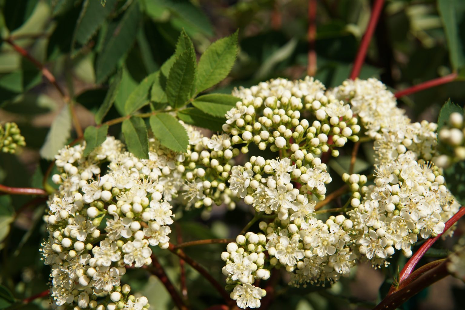 American Mountain Ash Kiwi Nurseries Ltd   American Mountain Ash Bloom Buds 1536x1024 