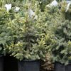 Baby Blue Blue Spruce (Picea pungens 'Baby Blue') in Billings, Montana (MT)  at Canyon Creek Nursery