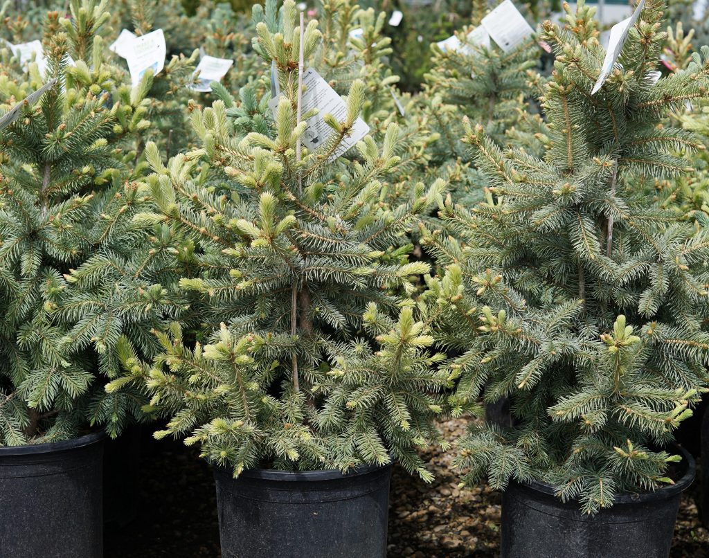 Baby Blue Spruce • Kiwi Nurseries Ltd