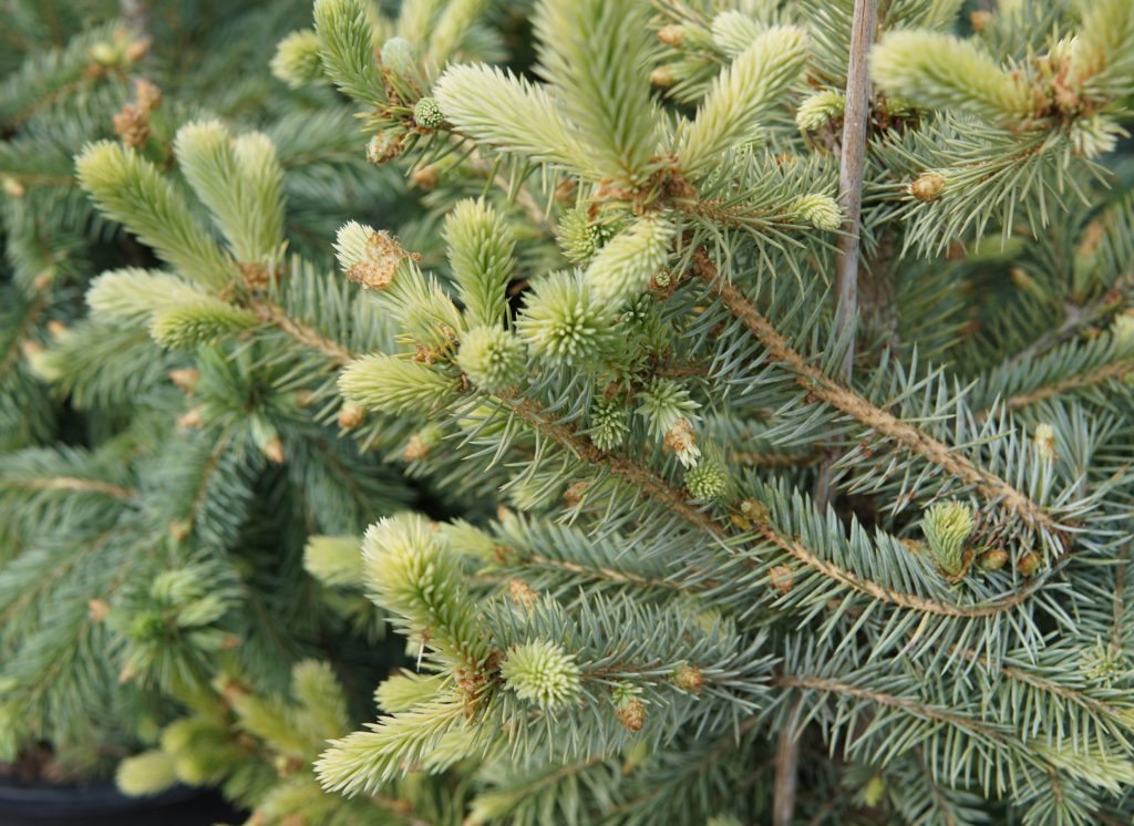 Baby Blue Spruce • Kiwi Nurseries Ltd