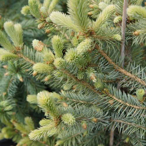 Baby Blue Spruce close up