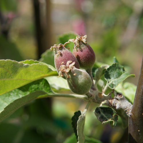 Battleford Apple young fruit