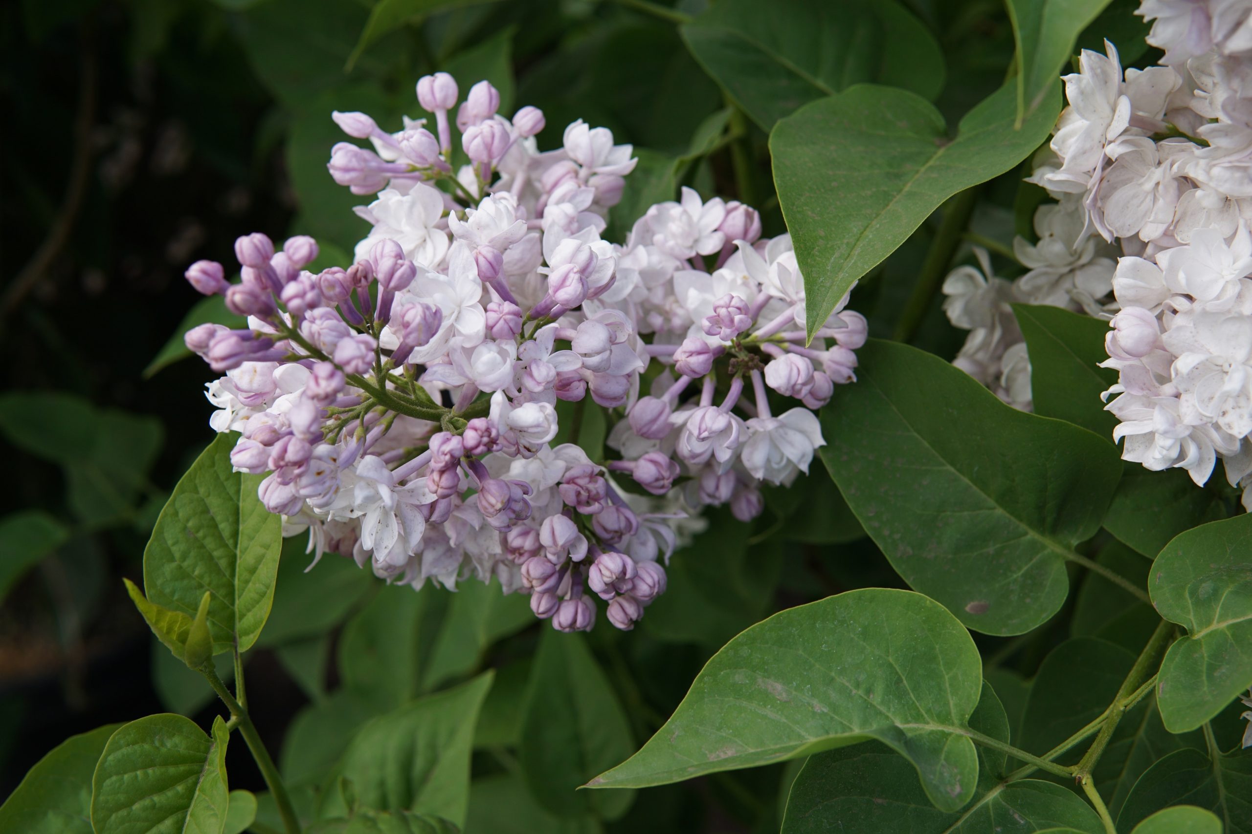 Beauty of Moscow Lilac Flower Close Up