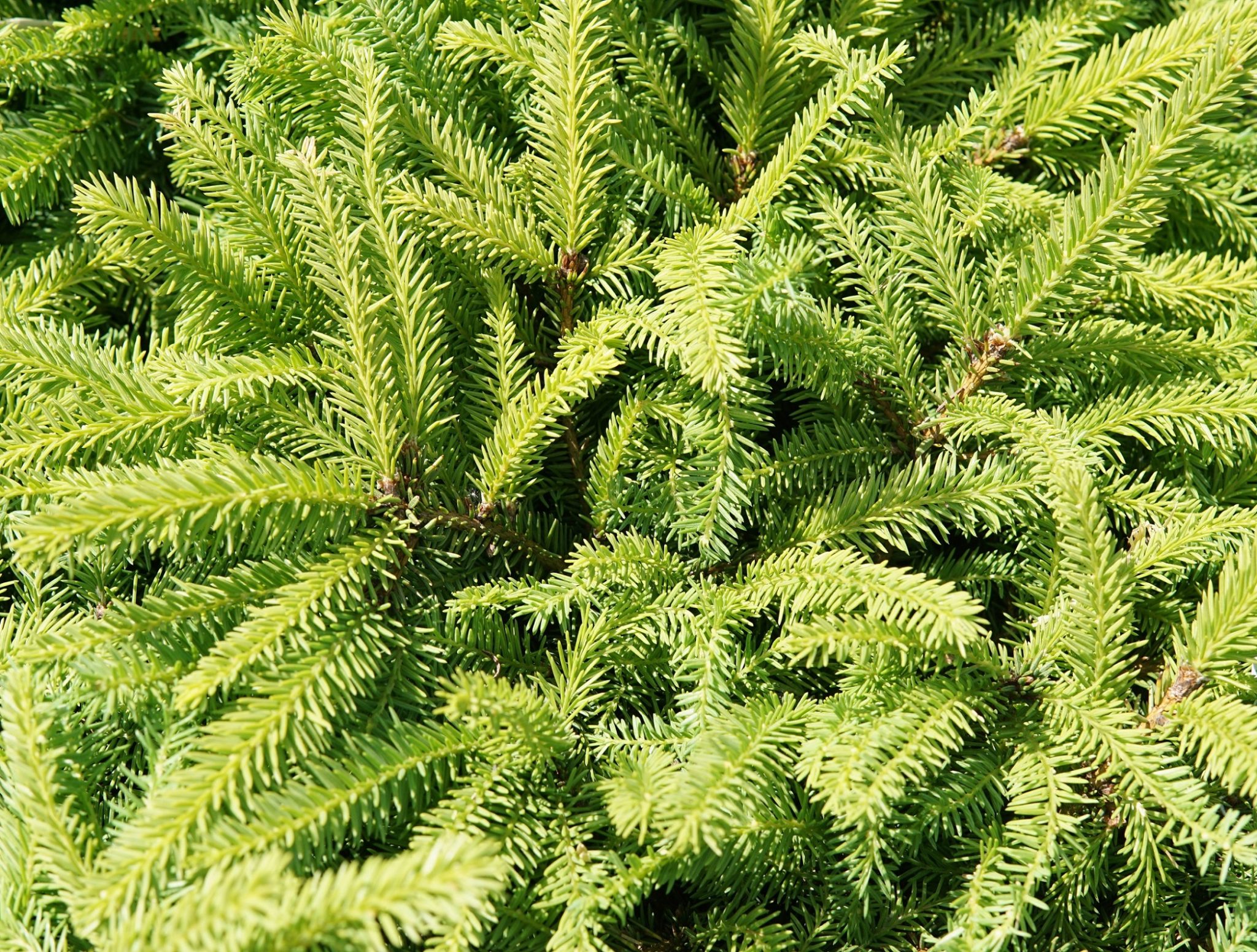 Bird's Nest Spruce • Kiwi Nurseries Ltd