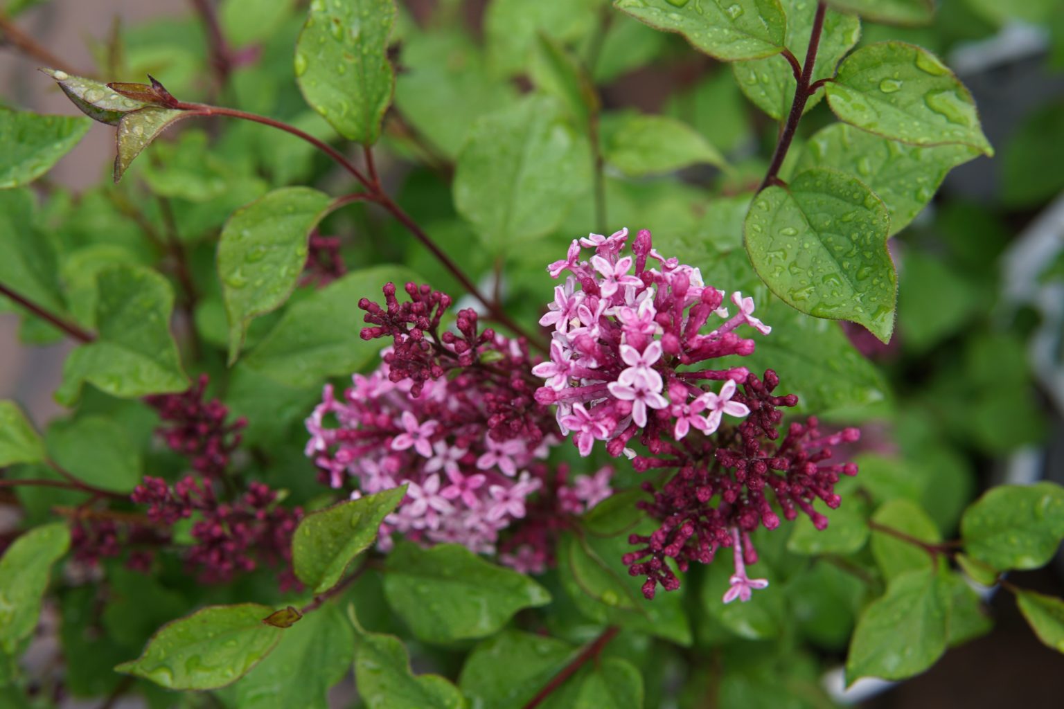 Bloomerang Purple Lilac • Kiwi Nurseries Ltd