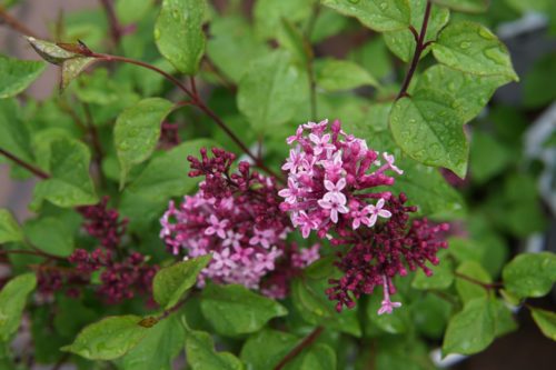 Bloomerang Lilac buds