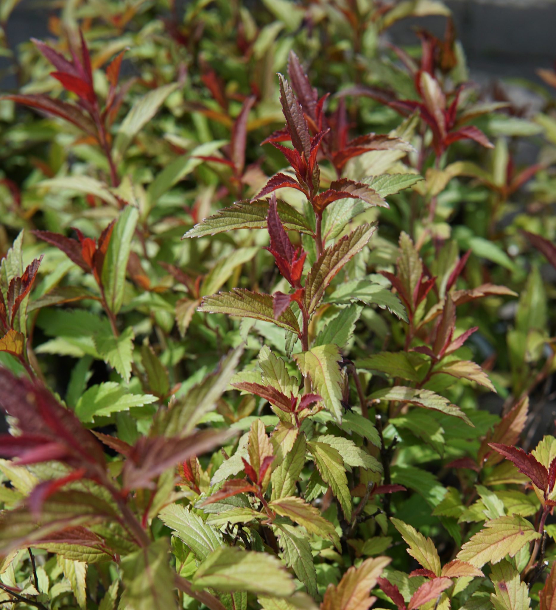 Dart's Red Spirea • Kiwi Nurseries Ltd