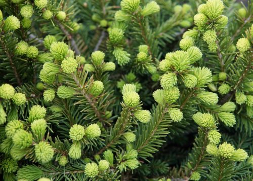 Dwarf Norway Spruce buds