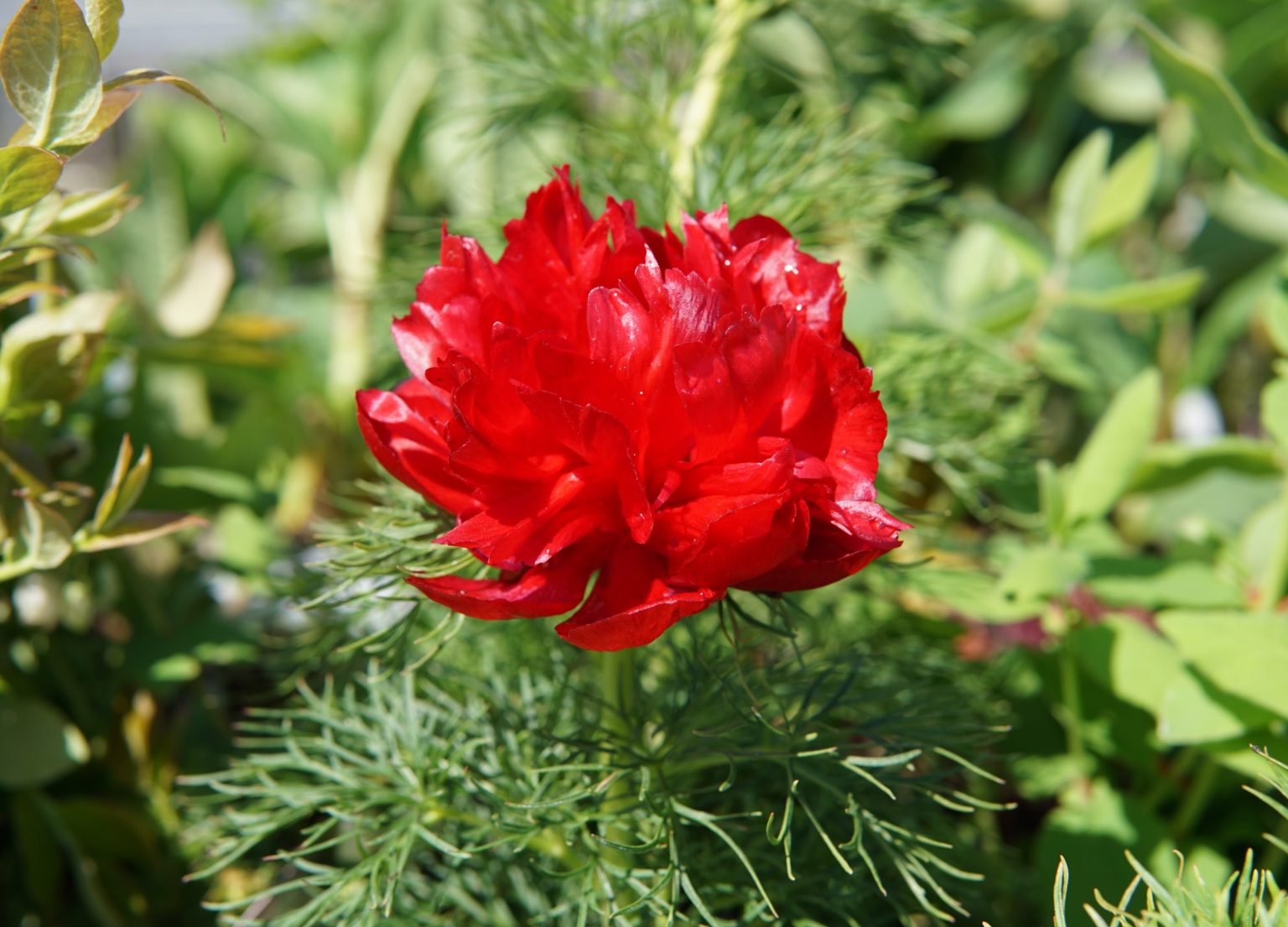 Fern leaf peony plant