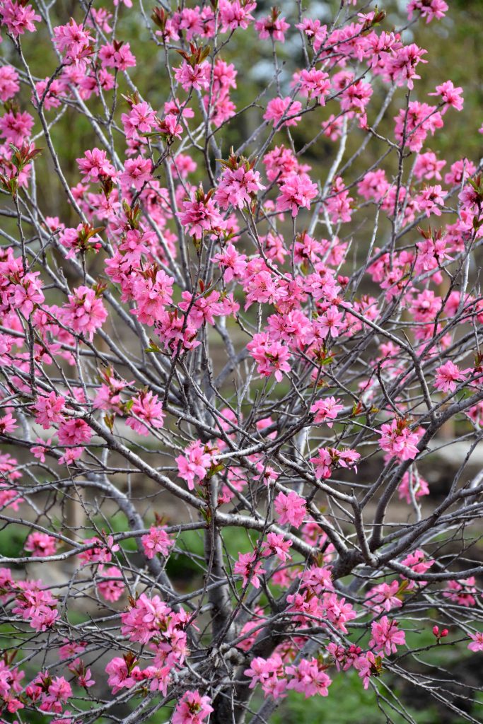 Rosthern Siberian Crabapple • Kiwi Nurseries Ltd