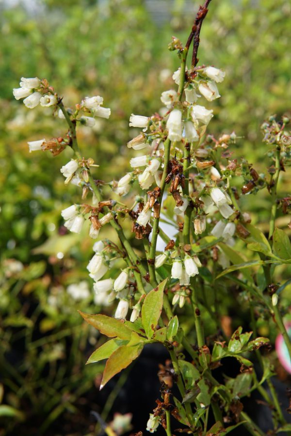 northsky blueberry blooms