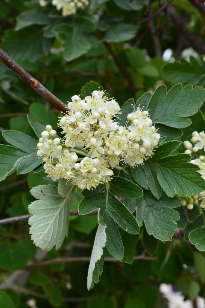 Oak Leaf Mountain Ash • Kiwi Nurseries Ltd