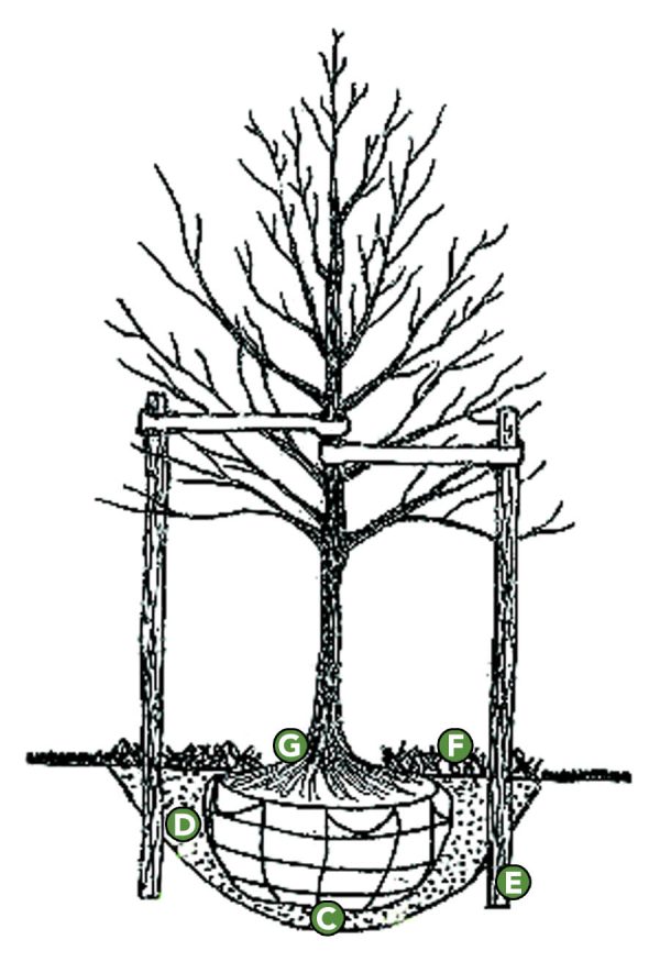 Planting instructions kiwi nurseries