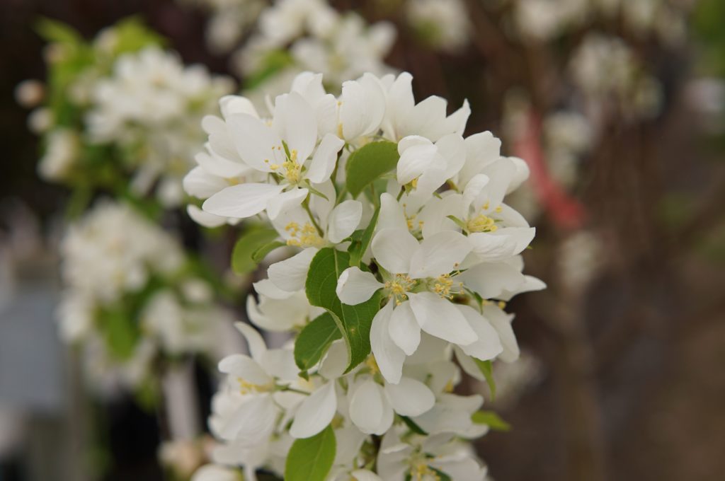 Spring Snow Crabapple • Kiwi Nurseries Ltd