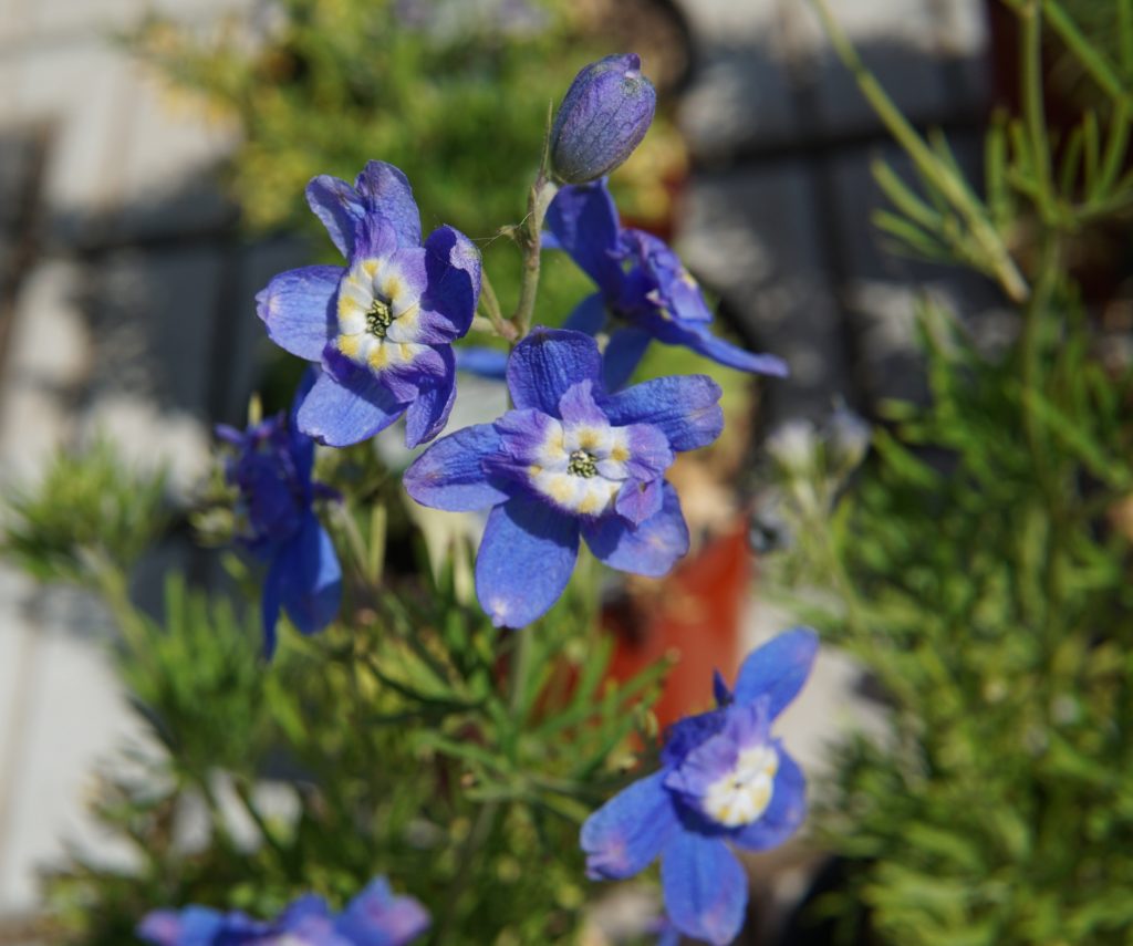 Summer Cloud Delphinium • Kiwi Nurseries Ltd