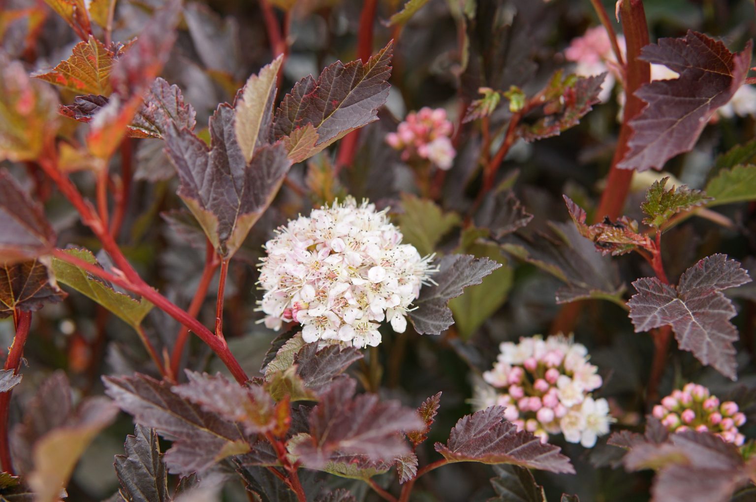 Tiny Wine Ninebark • Kiwi Nurseries Ltd