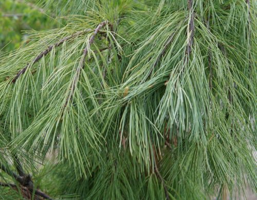Weeping White Pine close up