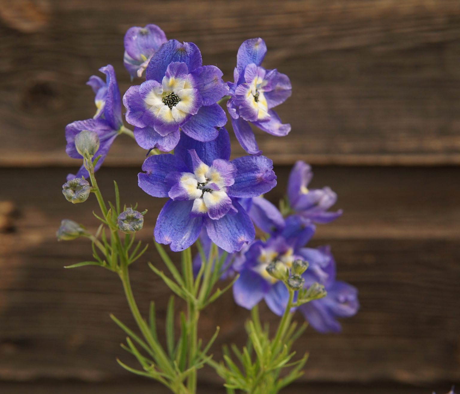 Summer Cloud Delphinium • Kiwi Nurseries Ltd 3735