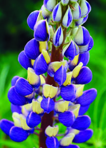 Gallery Blue Lupine Flower Close Up