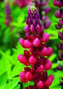 Gallery Red Lupine Flower Close Up